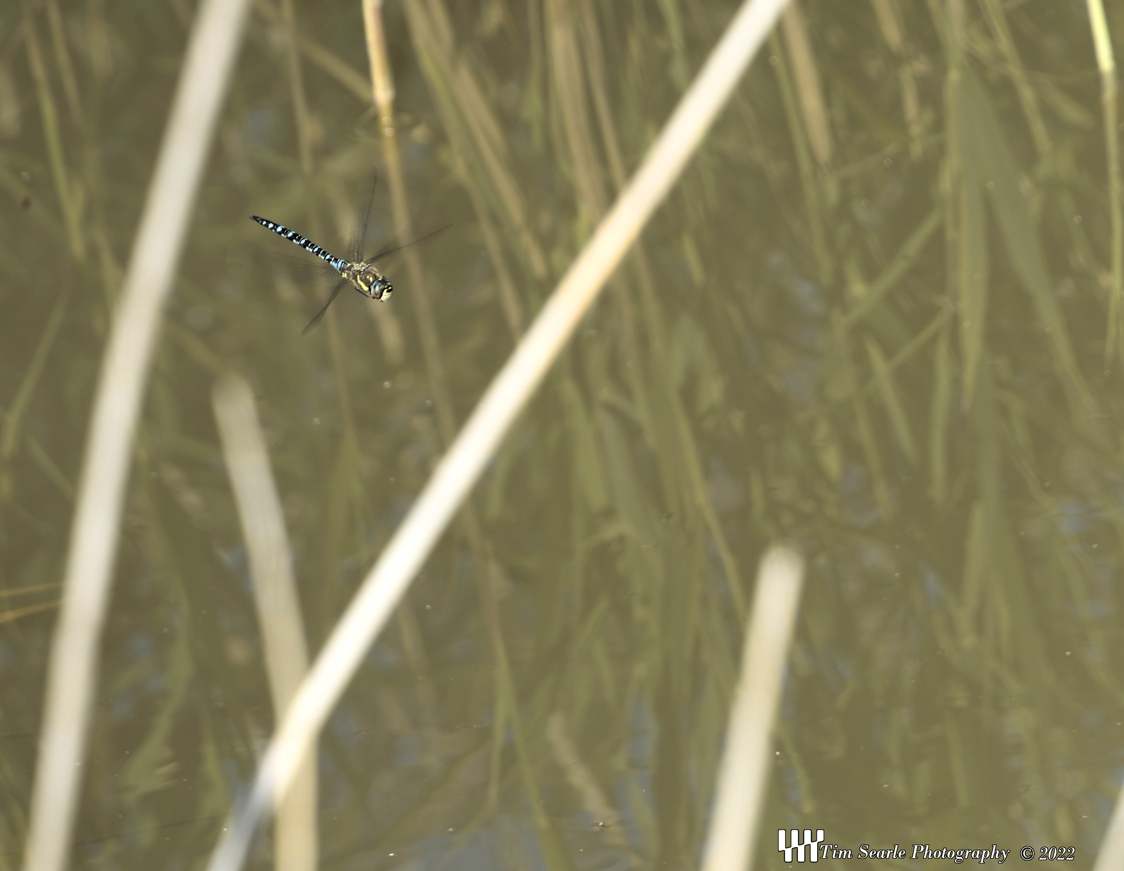 Dragonflies love the Water