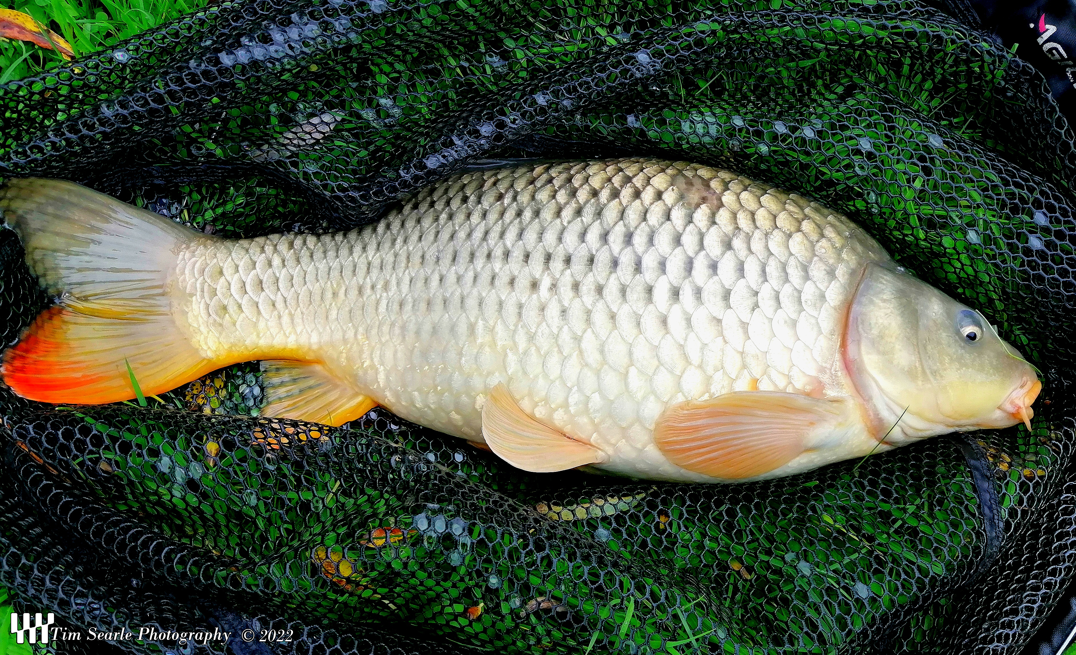 Thimbleby Lakes Common Carp