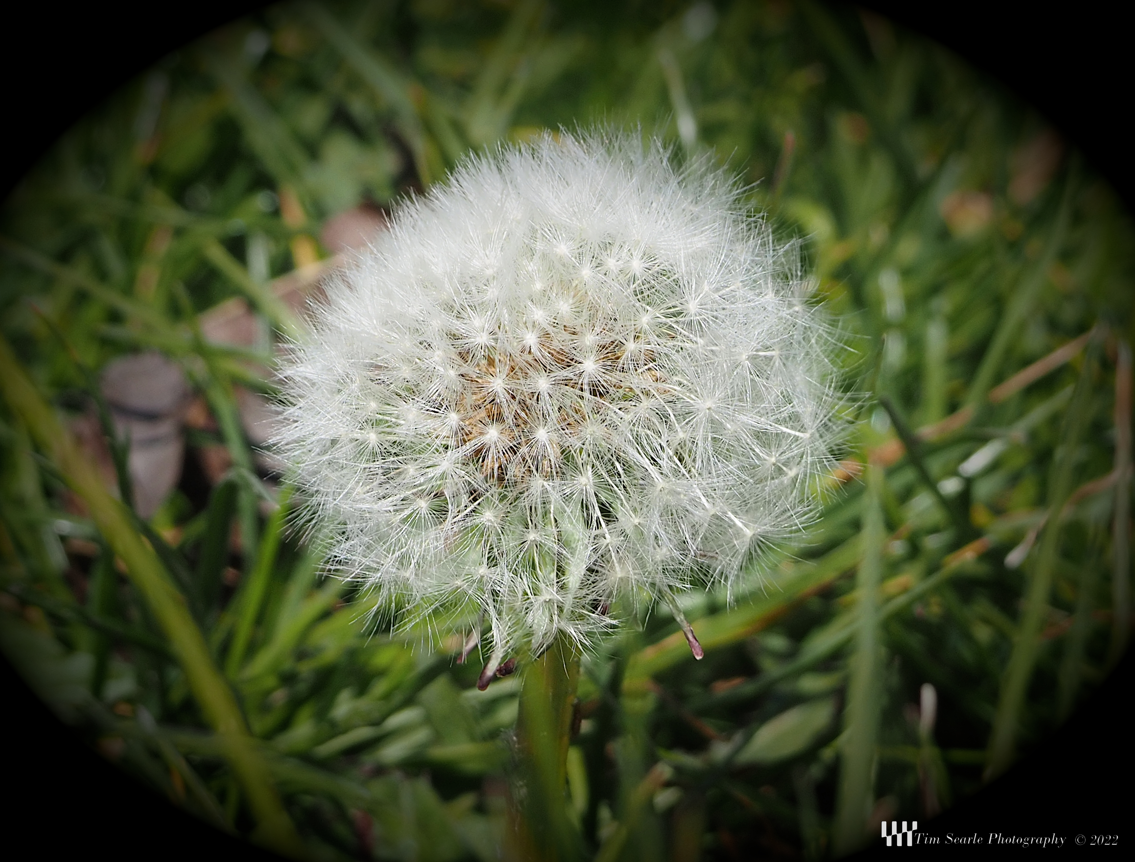 Dandilion Clock