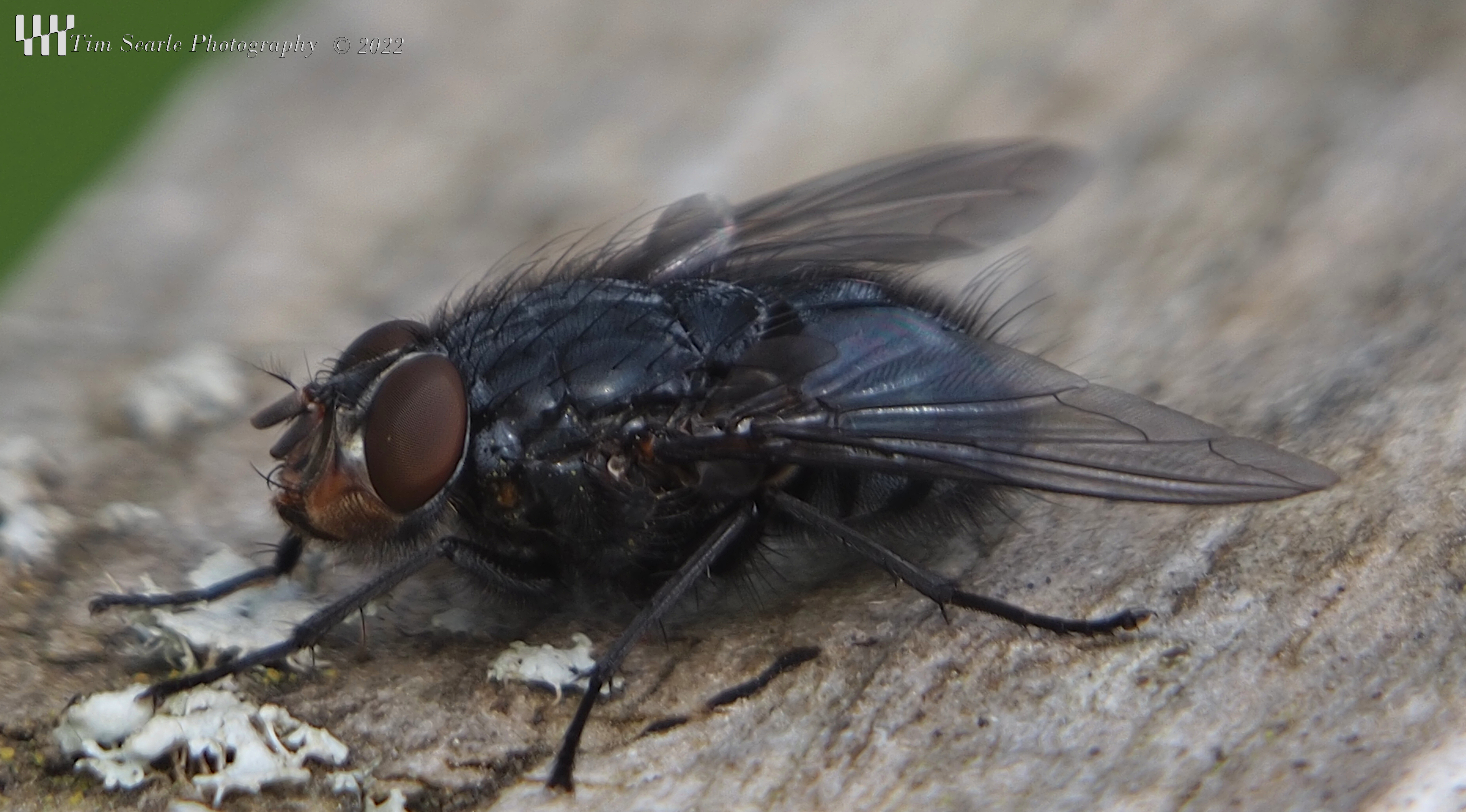 Macro Fly