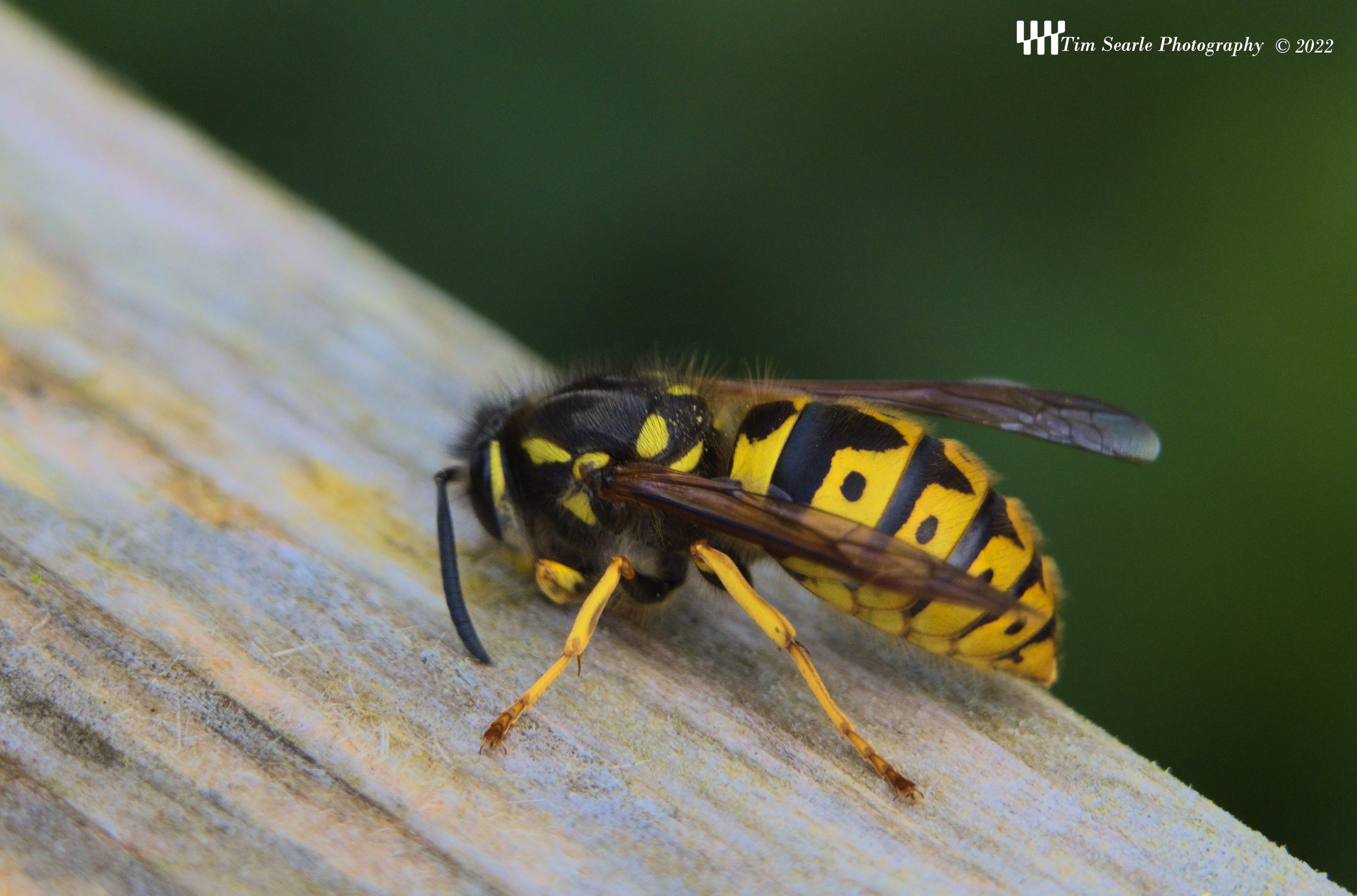 Macro Wasp