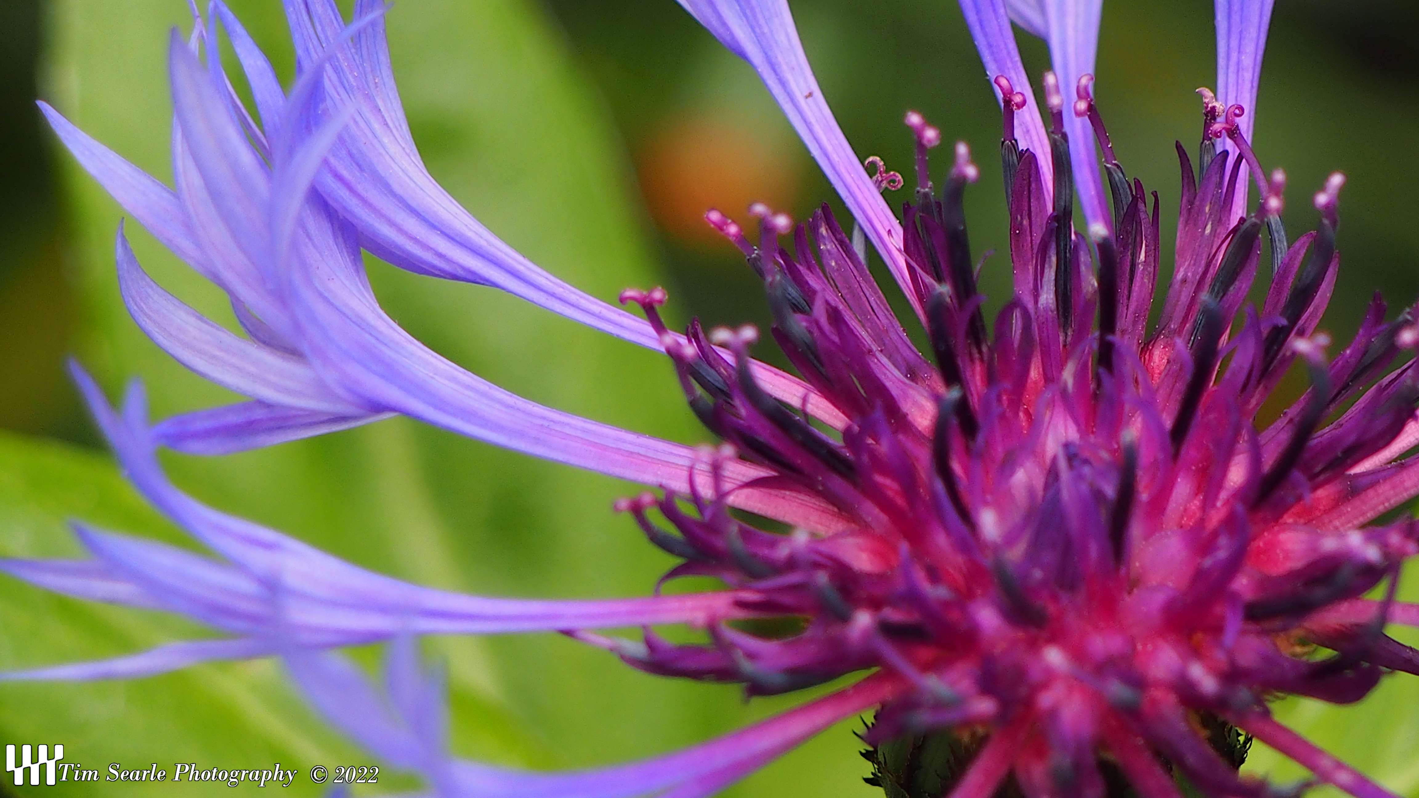 Cornflower