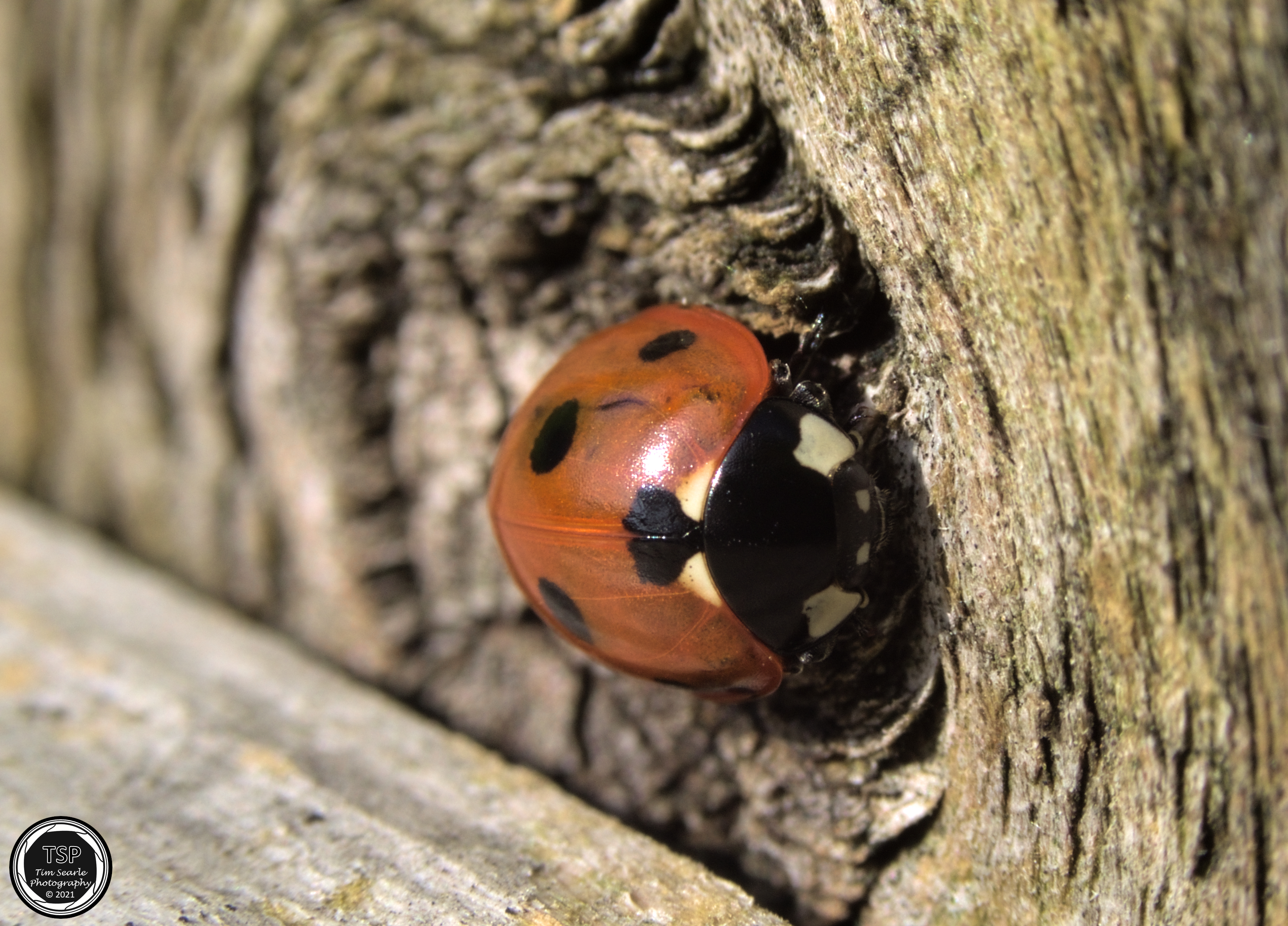 Sunbathing Ladybird