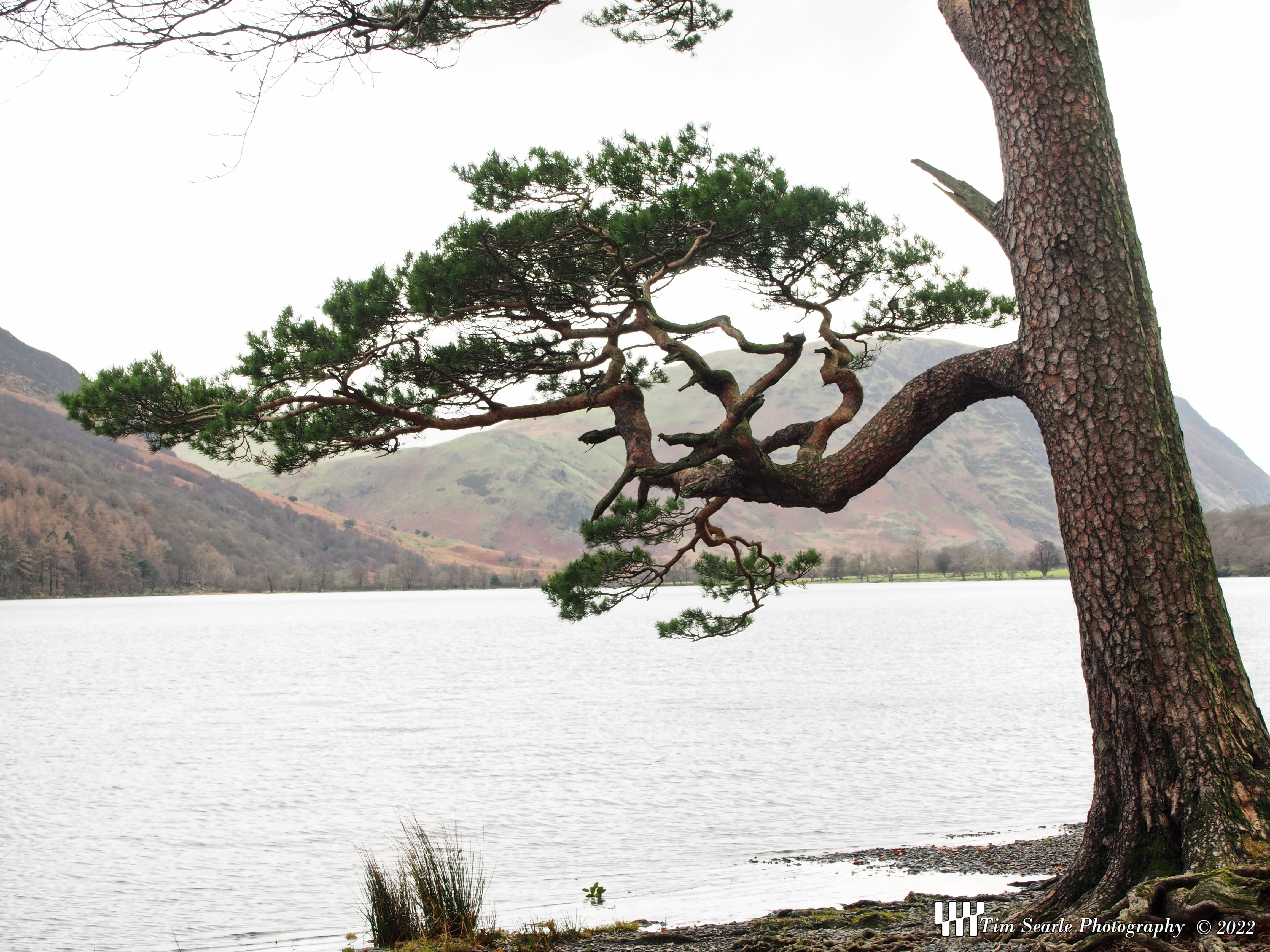 Buttermere Tree