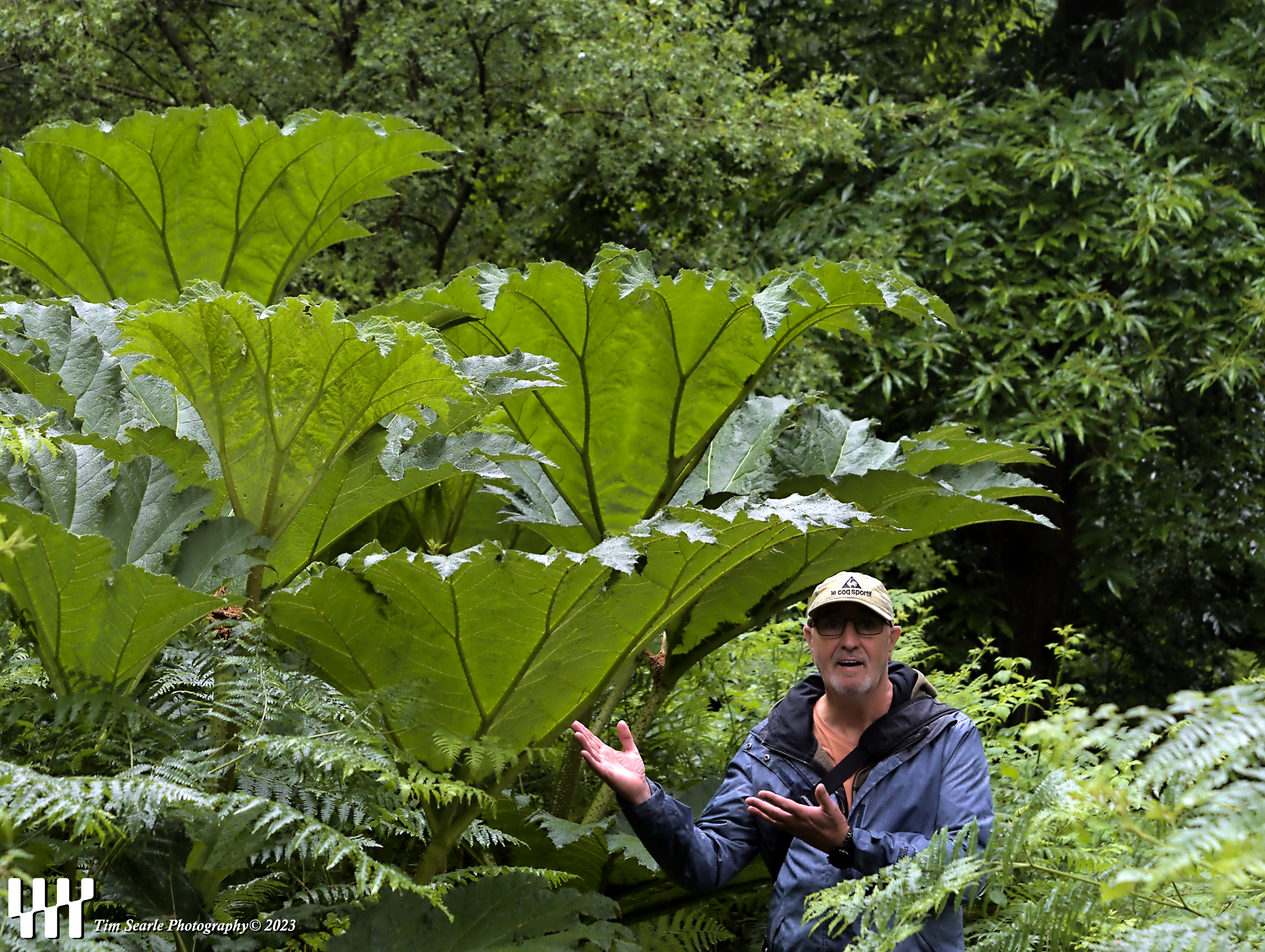 Gunnera tinctoria