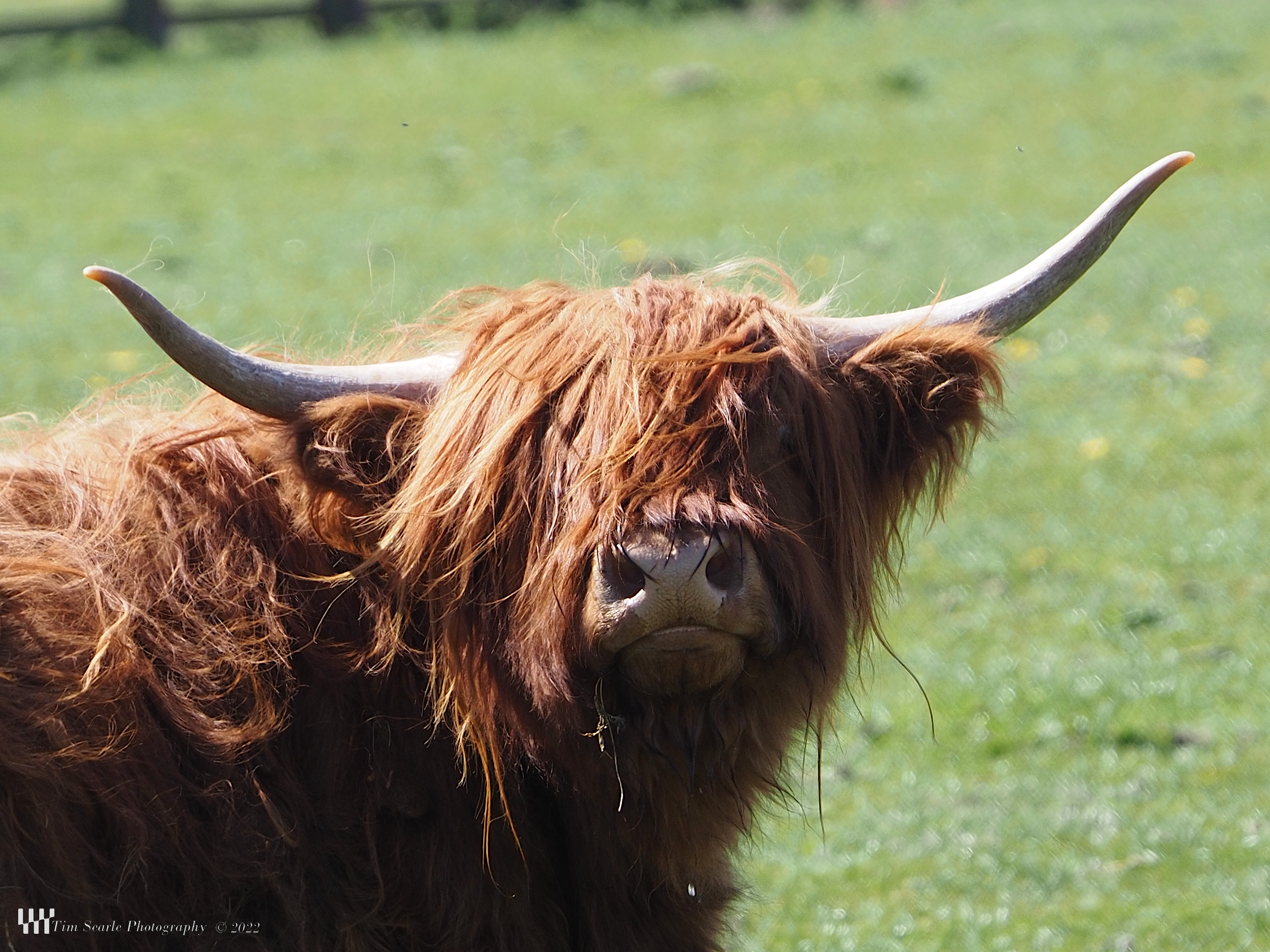 Highland Cow