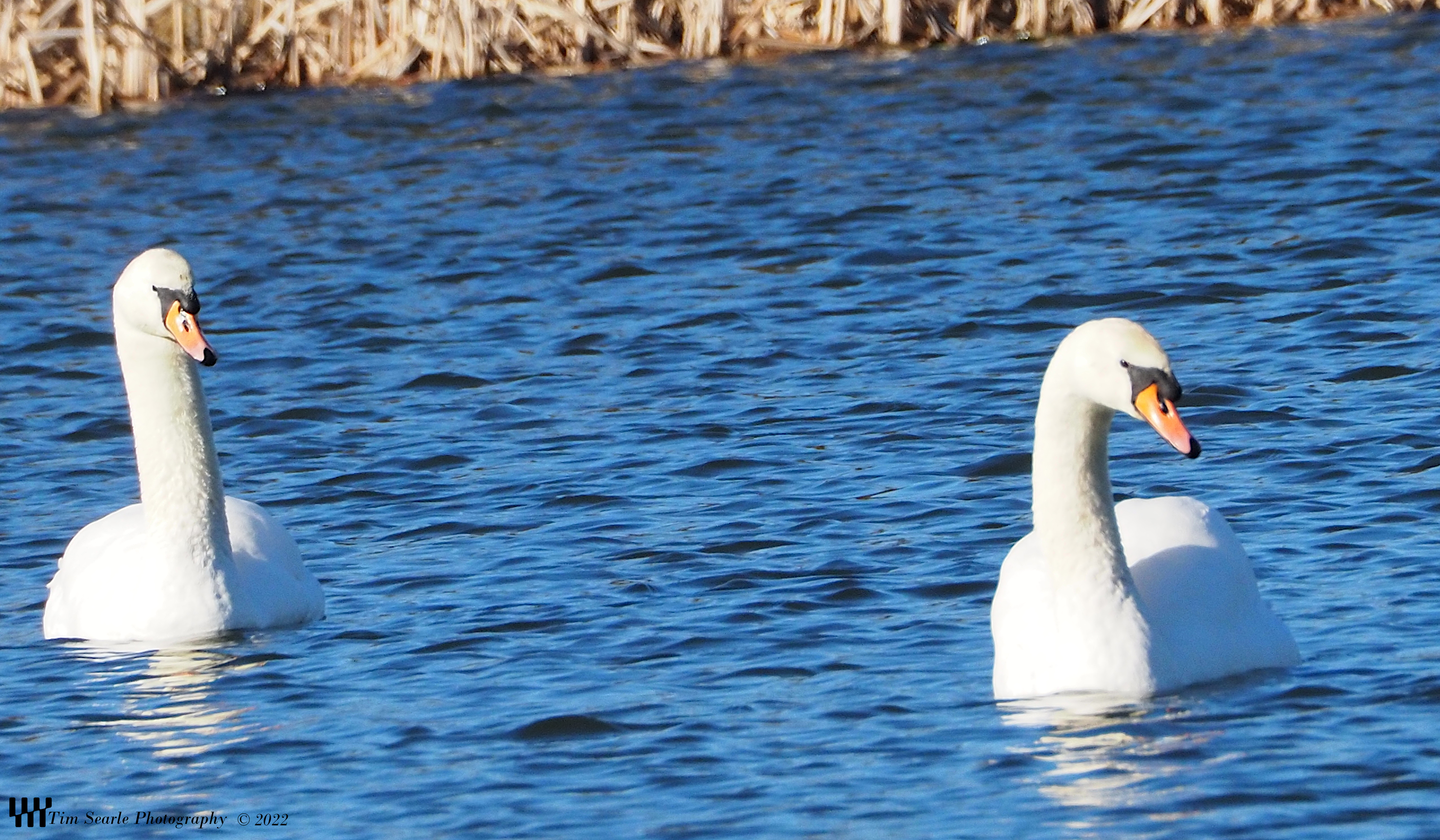 Swans at Sotby