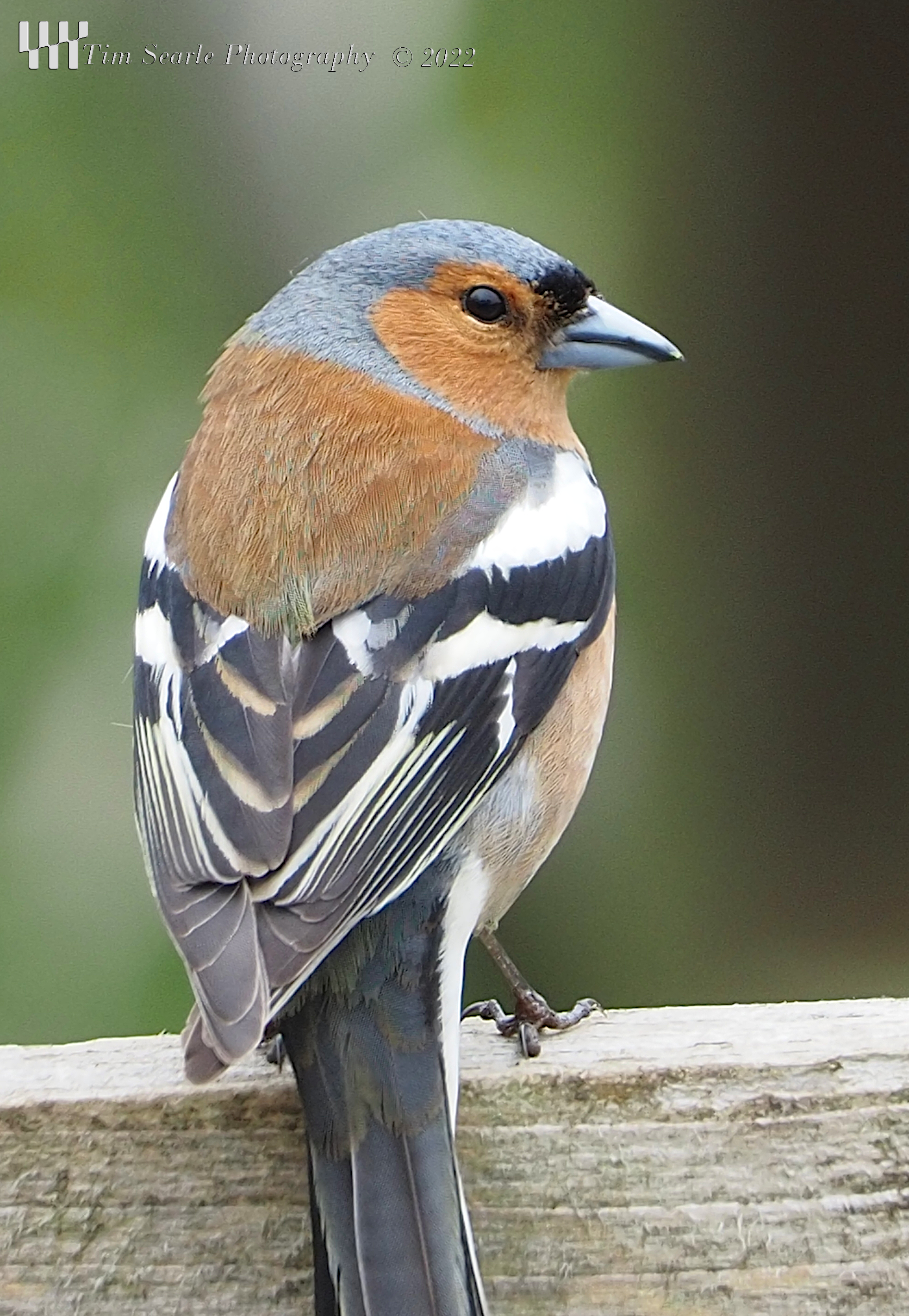 Chaffinch