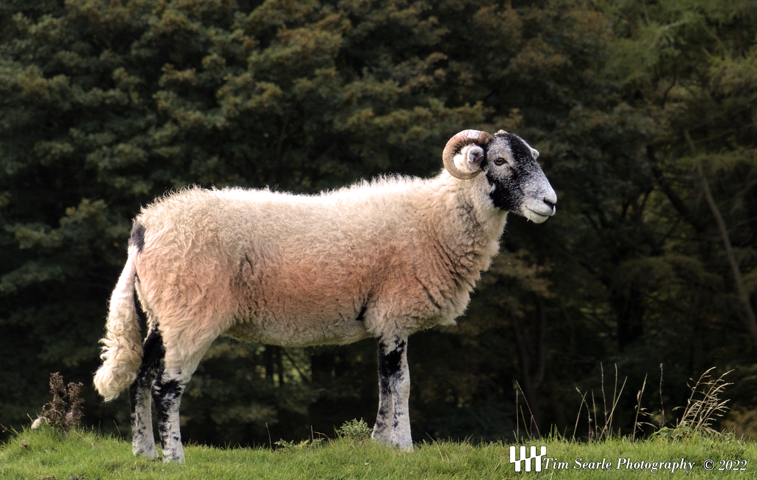 Yorkshire Sheep