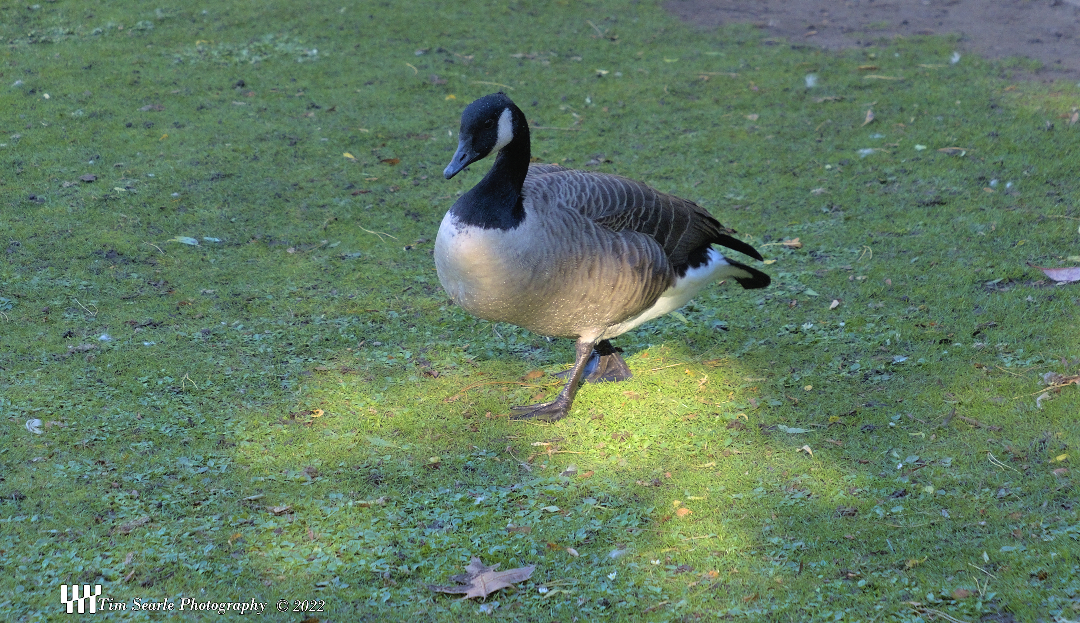 Peasholme Park Goose
