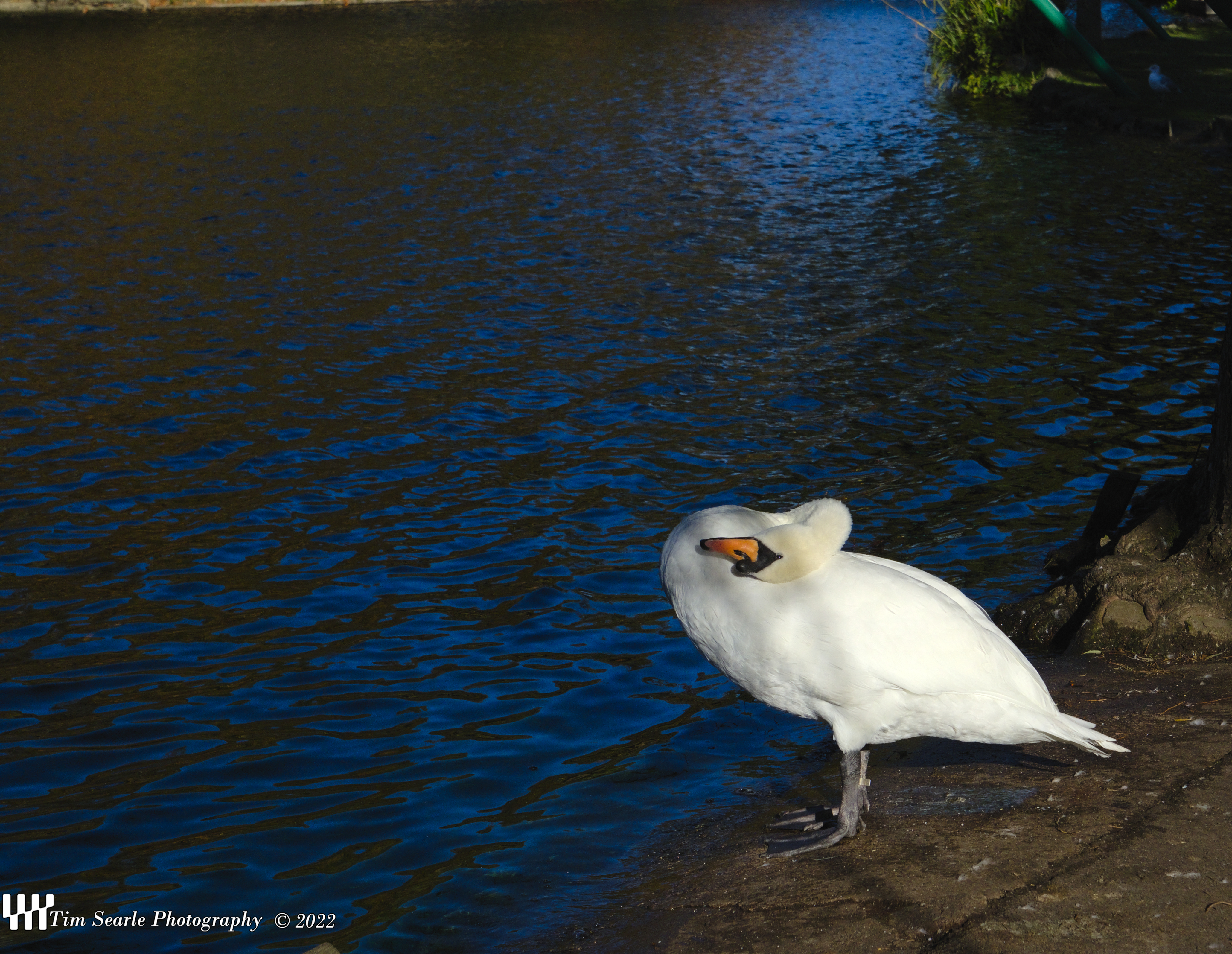 Peasholme Park Swan